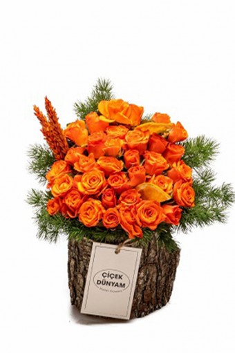 Arbor Rose