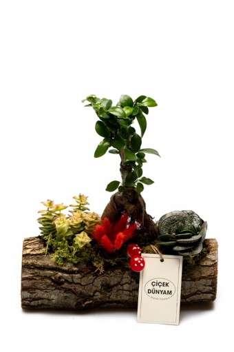 Ficus