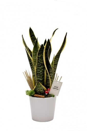 Sanseveria