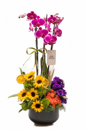 Orchidee Violette