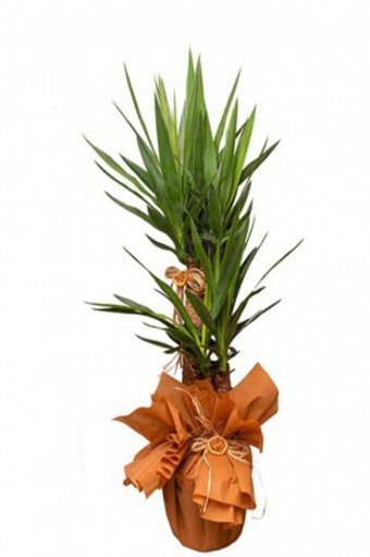 Yucca